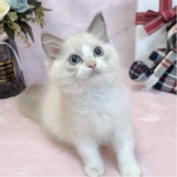 ラグドール【愛知県・男の子・2025年4月7日・ブルーポイントバイカラー】の写真「おっとりした性格で人懐っこいです♡」