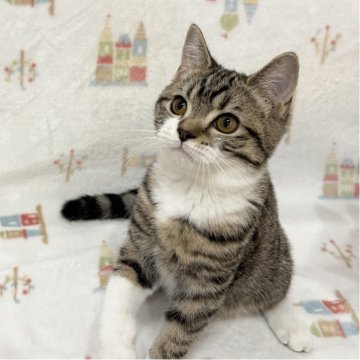 スコティッシュフォールド(立ち耳)【愛知県・男の子・2025年7月28日・ブラウンタビー&ホワイト（ショートヘア）】の写真「スコティッシュフォールド💎ショートヘア✨」
