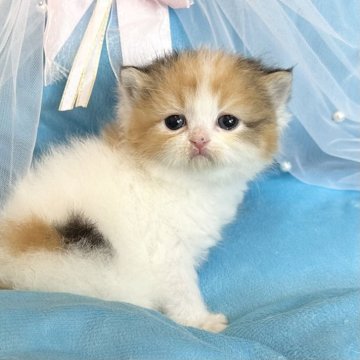 ミヌエット(長足)【愛知県・女の子・2025年1月10日・キャリコ】の写真「守ってあげたくなるキュートなお顔💕」