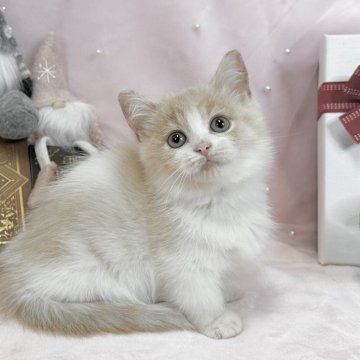 マンチカン(短足)【愛知県・男の子・2025年9月10日・クリーム&ホワイト（ショートヘア）】の写真「おっとりさんかな？☺️💕愛らしさ抜群です！」