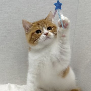 スコティッシュフォールド(立ち耳)