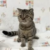 スコティッシュフォールド(折れ耳)