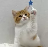 スコティッシュフォールド(立ち耳)