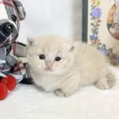 マンチカン(短足)【愛知県・男の子・2025年3月31日・クリームタビー】の写真2