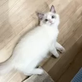 ラグドール【愛知県・男の子・2025年8月31日・ブルーポイントバイカラー】の写真2