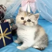 ミヌエット(長足)【愛知県・女の子・2024年12月19日・シルバーパッチドタビー&ホワイト】の写真7