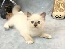 ラグドール【愛知県・女の子・2025年7月30日・ブルーポイントミテッド】の写真2「足かわいい🩷」