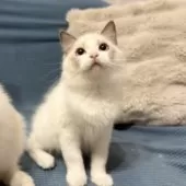 ラグドール【愛知県・男の子・2025年8月31日・ブルーポイントバイカラー】の写真3