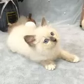 ラグドール【愛知県・女の子・2025年7月30日・ブルーポイントミテッド】の写真4