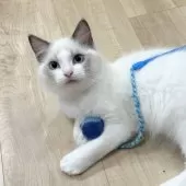 ラグドール【愛知県・男の子・2025年8月31日・ブルーポイントバイカラー】の写真4