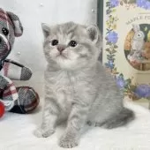 マンチカン(長足)【愛知県・女の子・2025年3月31日・ブルークリームタビー】の写真4