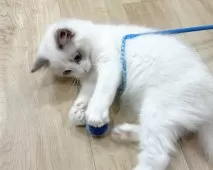 ラグドール【愛知県・男の子・2025年8月31日・ブルーポイントバイカラー】の写真5