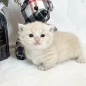 マンチカン(短足)【愛知県・男の子・2025年3月31日・クリームタビー】の写真5