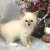 ラグドール【愛知県・女の子・2025年7月30日・ブルーポイントミテッド】の写真5