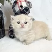 マンチカン(短足)【愛知県・男の子・2025年3月31日・クリームタビー】の写真6