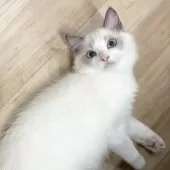 ラグドール【愛知県・男の子・2025年8月31日・ブルーポイントバイカラー】の写真6