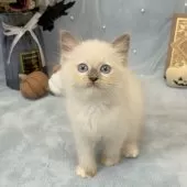 ラグドール【愛知県・女の子・2025年7月30日・ブルーポイントミテッド】の写真6