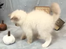 ラグドール【愛知県・女の子・2025年7月30日・ブルーポイントミテッド】の写真7