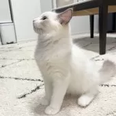 ラグドール【愛知県・男の子・2025年8月31日・ブルーポイントバイカラー】の写真8