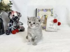 マンチカン(長足)【愛知県・女の子・2025年3月31日・ブルークリームタビー】の写真7