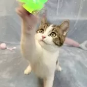 スコティッシュフォールド(立ち耳)【愛知県・男の子・2025年2月10日・ブラウンタビー&ホワイト】の写真8「猫パンチ☀️」