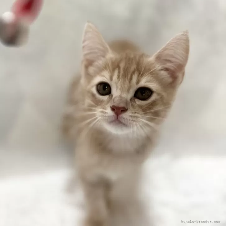 ID：2406-02711の子猫