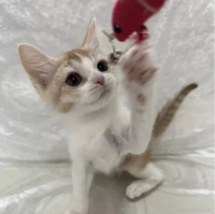 ID:2406-02712の子猫