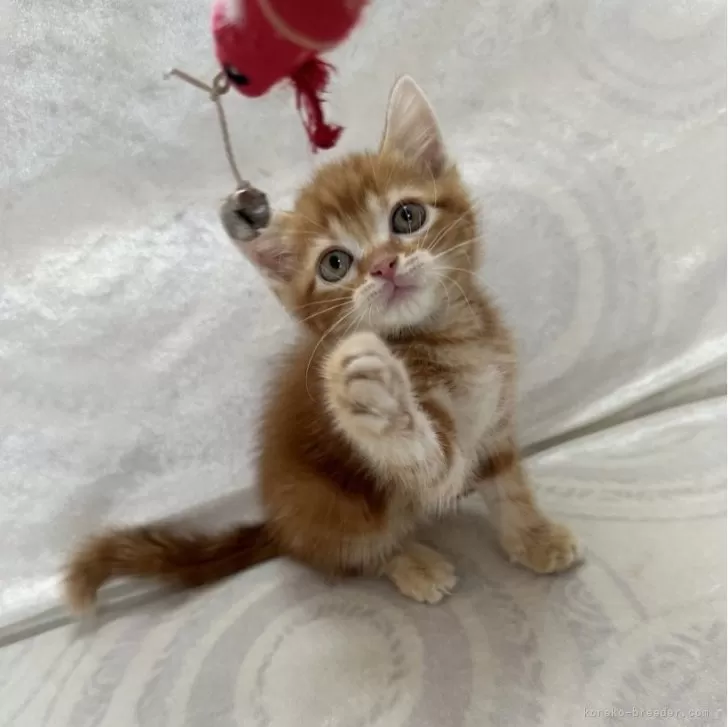 ID：2405-02291の子猫