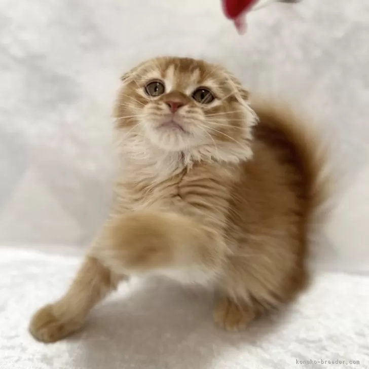 ID:2408-00882の子猫