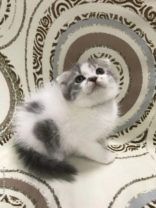 ID:2201-00478の子猫