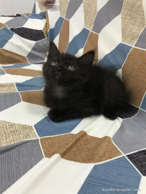 ID：2207-01310の子猫