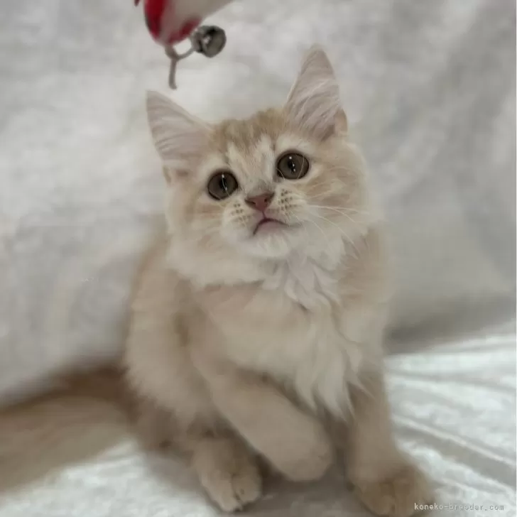 ID：2402-01412の子猫