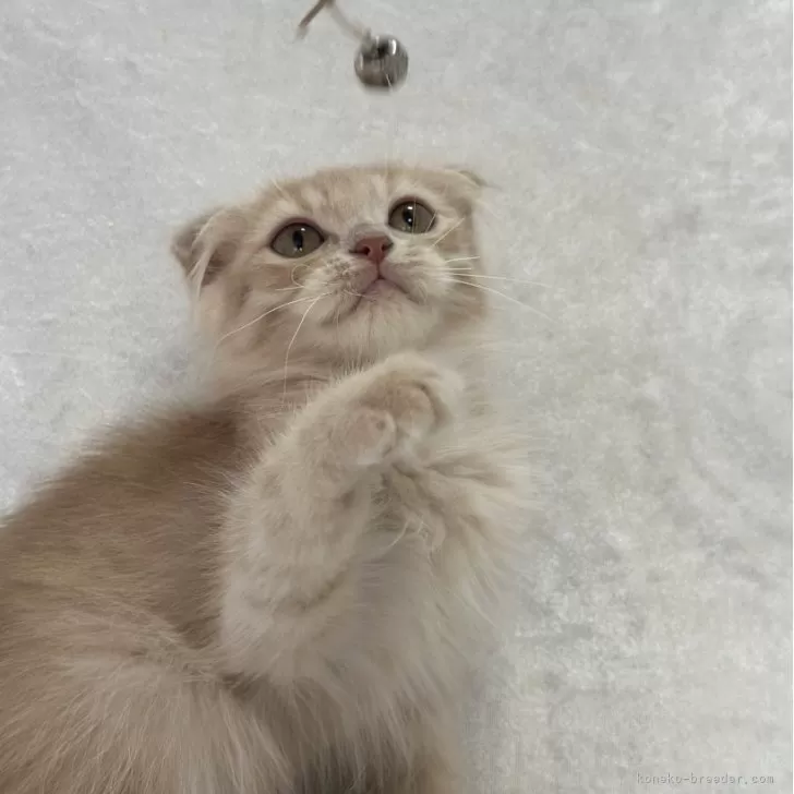 ID:2403-00057の子猫