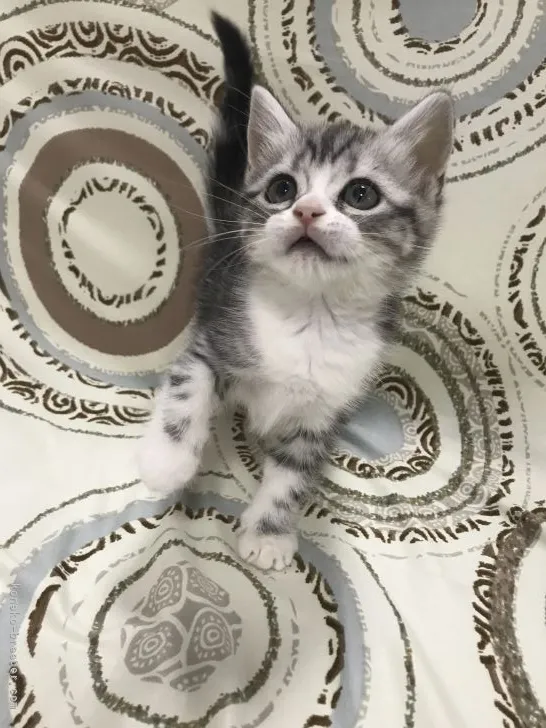 ID：2111-01041の子猫