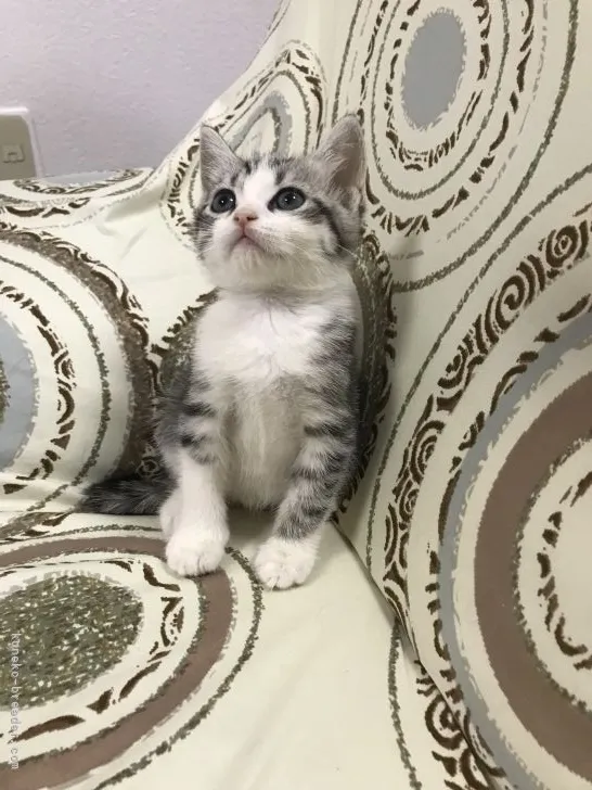 ID:2111-01038の子猫