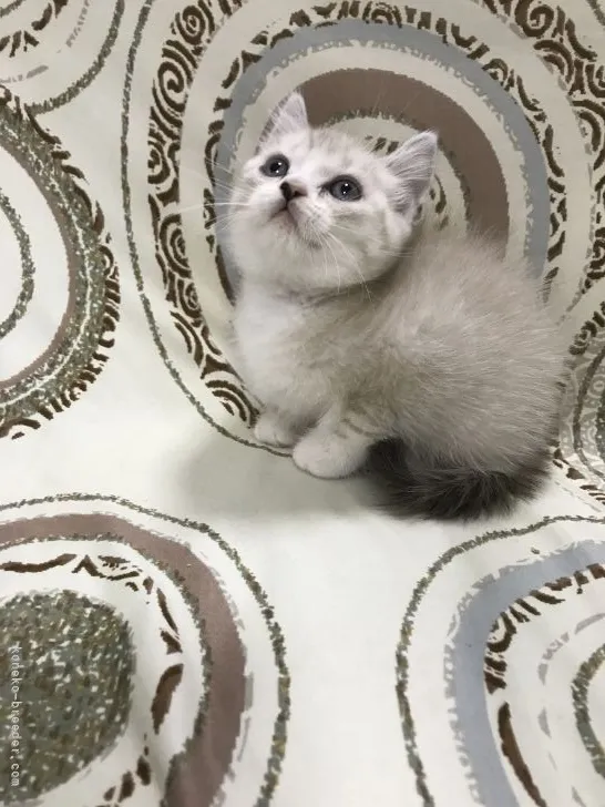 ID:2201-00475の子猫