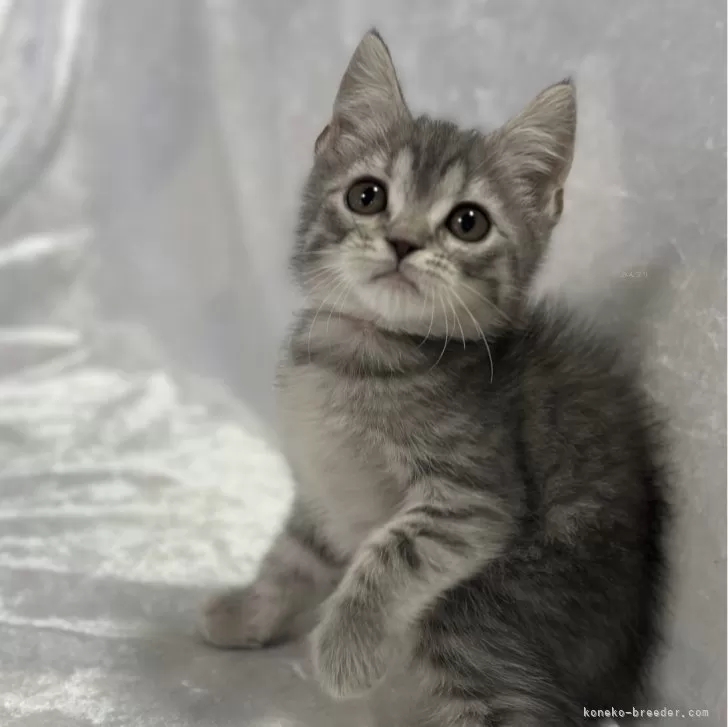 ID：2312-02811の子猫