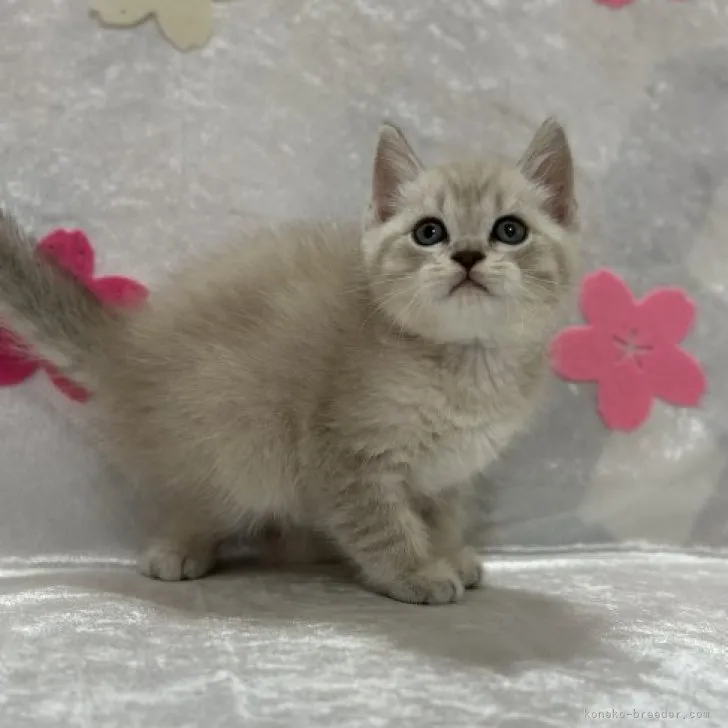 ID：2304-00750の子猫