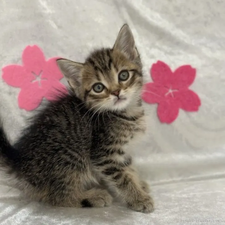 ID:2307-03256の子猫