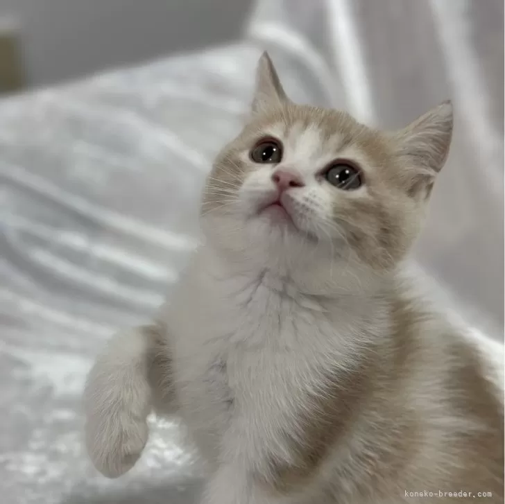 ID:2401-01623の子猫