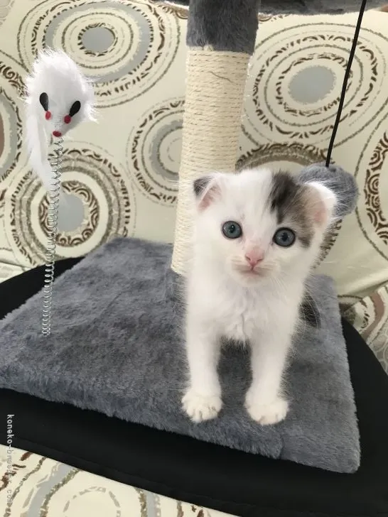 ID：2107-02006の子猫