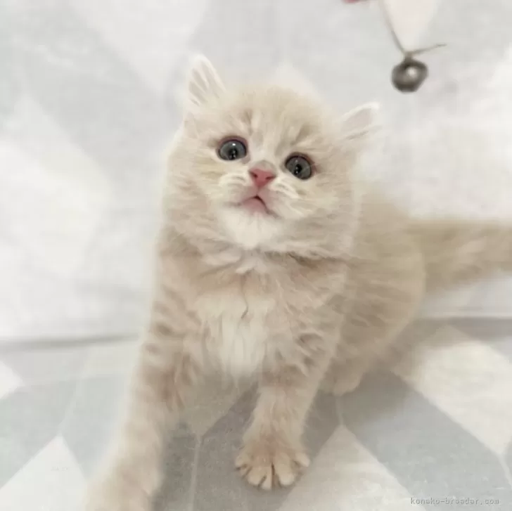 ID:2408-01019の子猫
