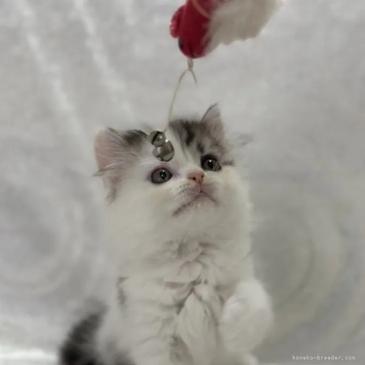 ID:2308-01995の子猫