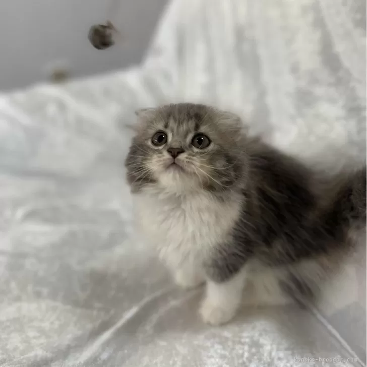ID:2407-00692の子猫