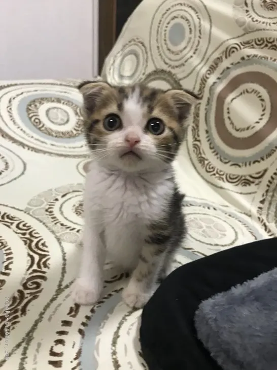 ID：2109-00487の子猫