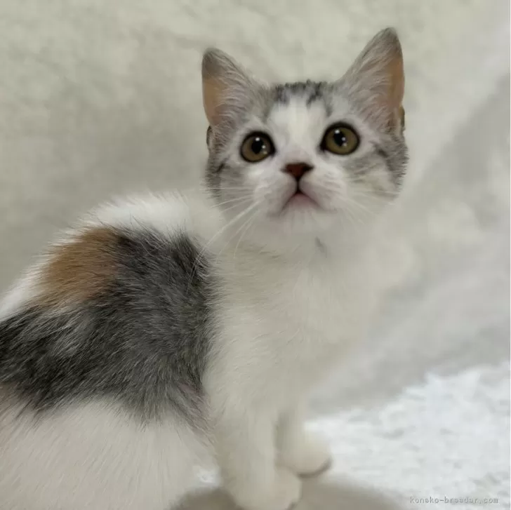 ID：2404-03476の子猫