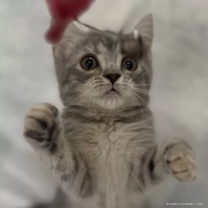 ID：2407-00689の子猫