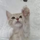 スコティッシュフォールド(立ち耳)【兵庫県・女の子・2024年1月18日・クリームタビー】の写真1