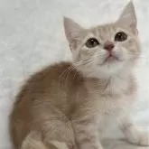 スコティッシュフォールド(立ち耳)【兵庫県・女の子・2024年1月18日・クリームタビー】の写真4