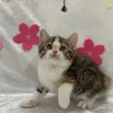 スコティッシュフォールド(立ち耳)【兵庫県・女の子・2023年3月30日・キャリコ】の写真5